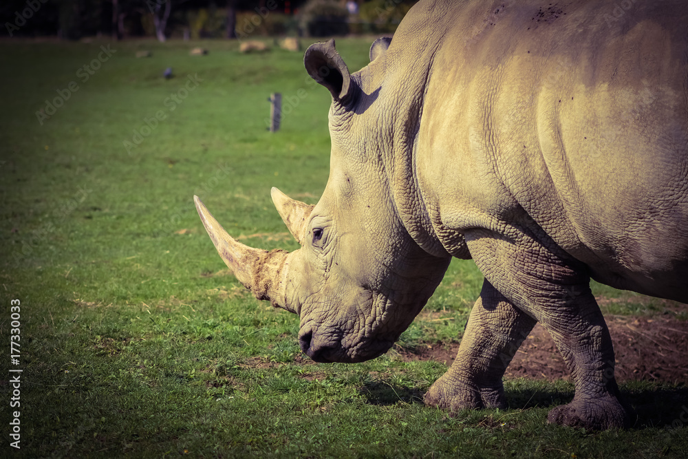 Fototapeta premium Rhino 1