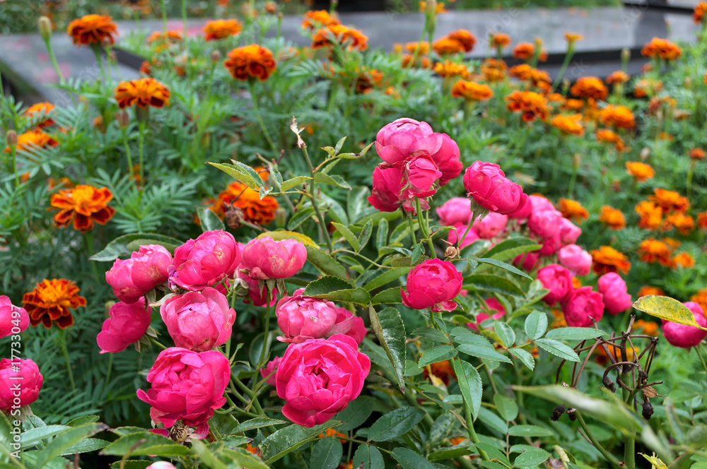 Plant blooming with pink flowers, in front of marigolds, in garden Plant blooming with pink flowers, in front of marigolds, in garden