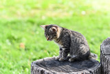A small tabby kitten sits on an oak hemp in the middle of the yard, interesting and focused