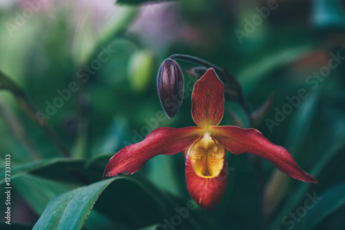 lady slipper orchid photo