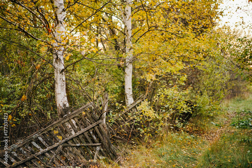 old wooden broken fence in an abandoned village between two birches. countryside autumn landscape.