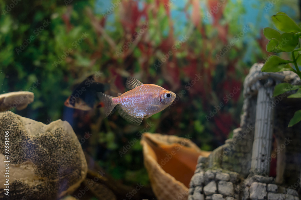 The black tetra in the aquarium.  Freshwater fish.