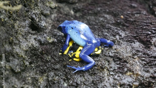 blauer Frosch photo