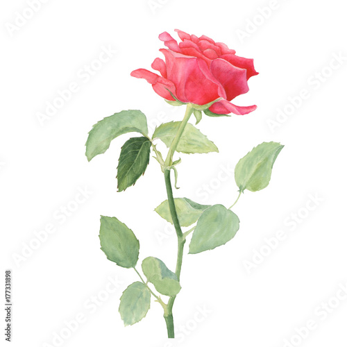Naklejka Botaniczna akwareli ilustracja czerwieni róża odizolowywająca na białym tle