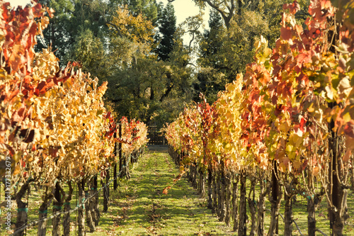 The colorful Autumn colors of a vineyard 