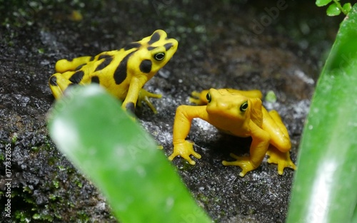 gelb-schwarzer Frosch photo