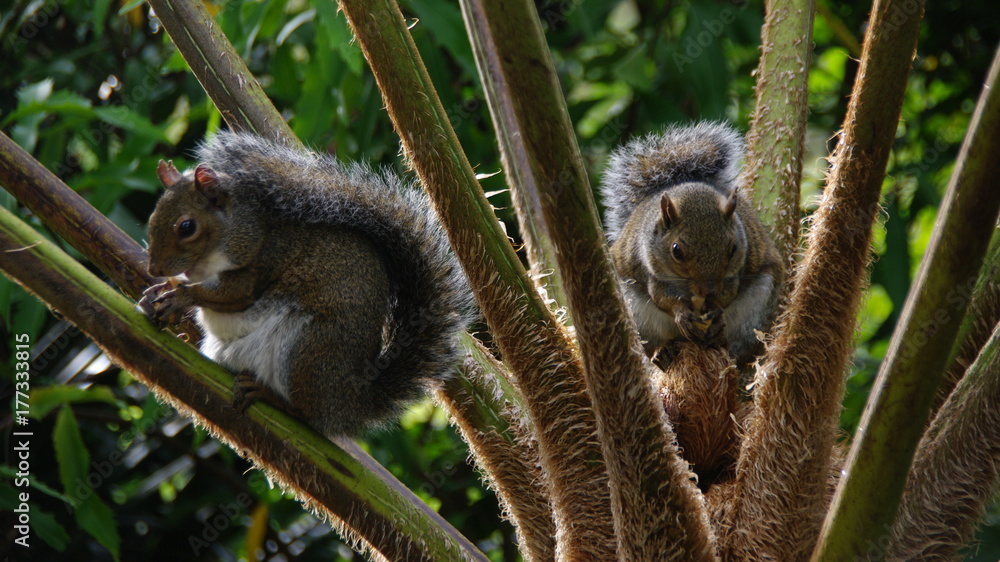 Naklejka premium San Fran Squirrels