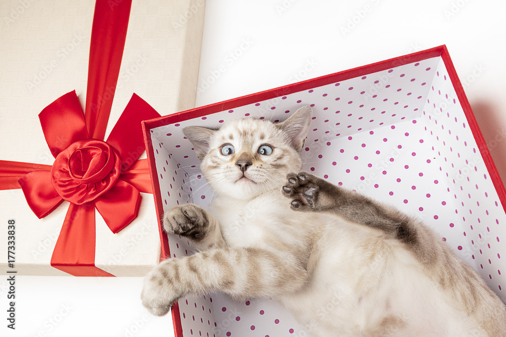 Foto Stock gattino regalo fiocco rosso | Adobe Stock