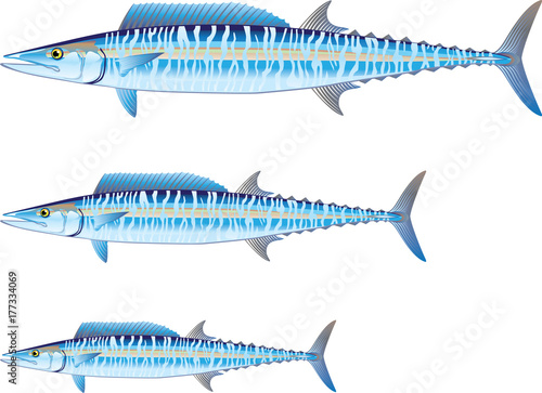 Wahoo game fish Vector illustration