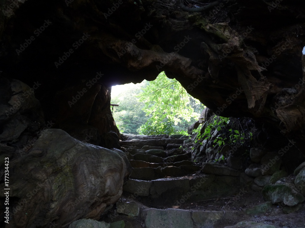 世にも珍しい、巨大な老楠の洞を通る石階段(愛媛県)