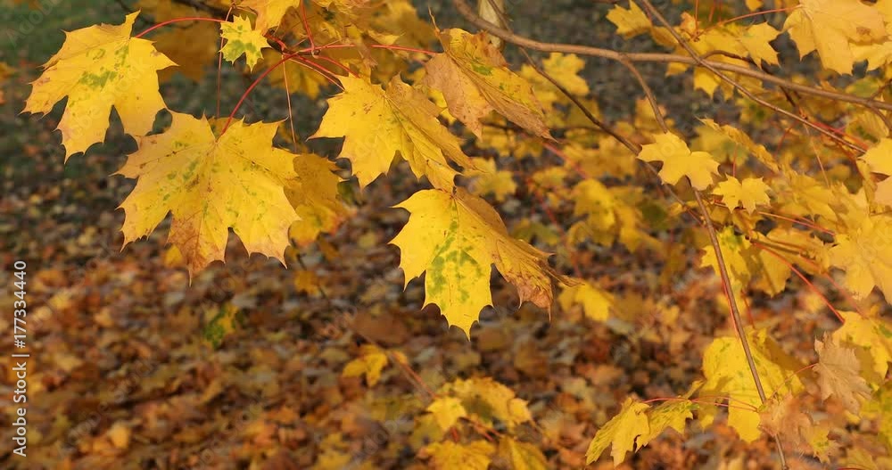 Season of beautiful autumn leaves. Nature background. Season of beautiful autumn leaves. Nature background.