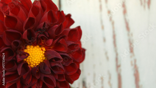 Fototapeta Naklejka Na Ścianę i Meble -   dark red dahlia flower with a yellow center on a white wooden blurred background.Selective focus.