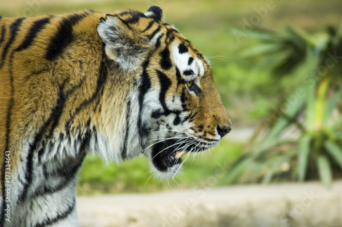 Siberian tiger s profile