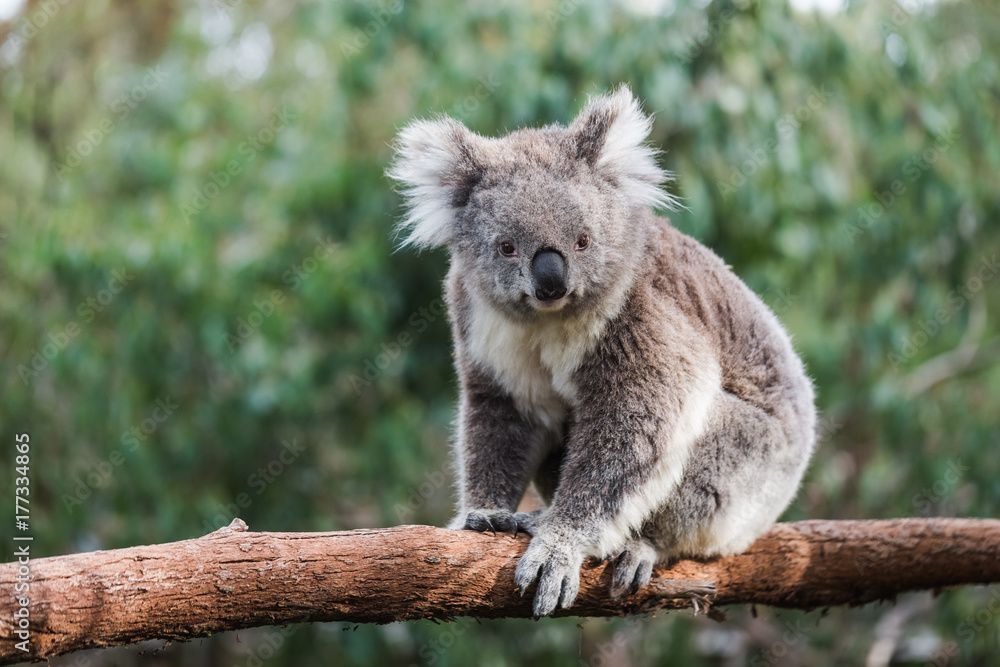 Koala in a Park, Australia. Koala in a Park, Australia.