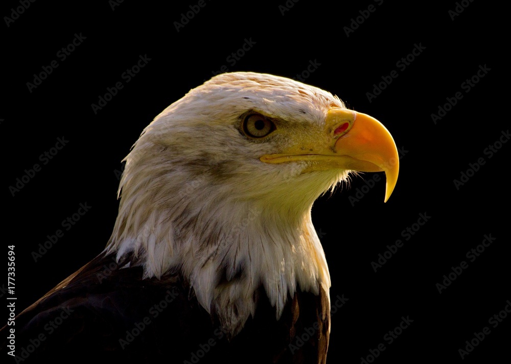 Obraz premium Bald eagle