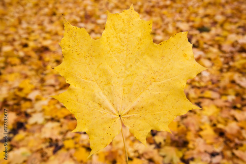 Autumn maple leaf on yellow background