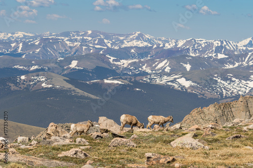 Rocky Mountain Bighorn Sheep Ewes © natureguy