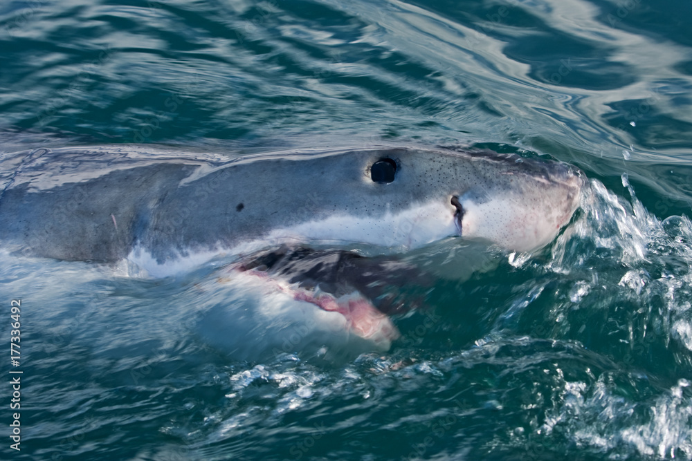 Fototapeta premium Great white shark, Carcharodon carcharias