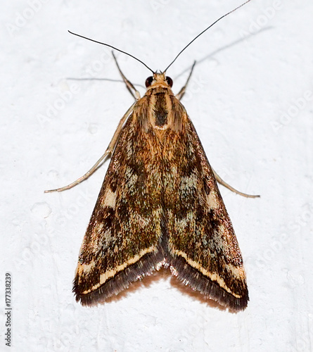 Beet Webworm Moth (Loxostege sticticalis) photo