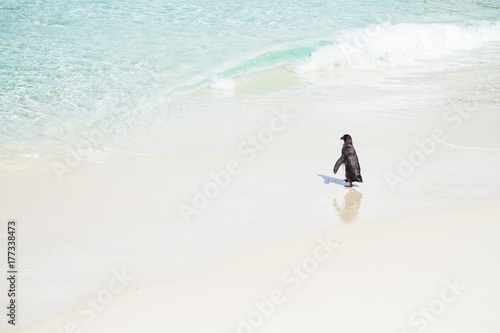 Penguin on white sand beach photo