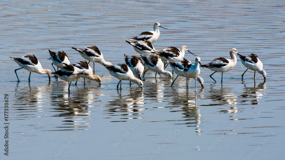 Black and white  shore birds feeding in silvery-blue water with rippled reflections