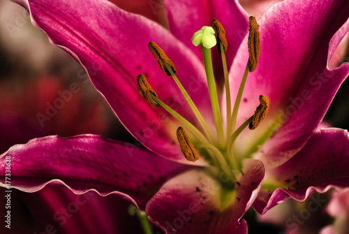 Floral macro photo of large pink/purple petals with details of stamen and pollen