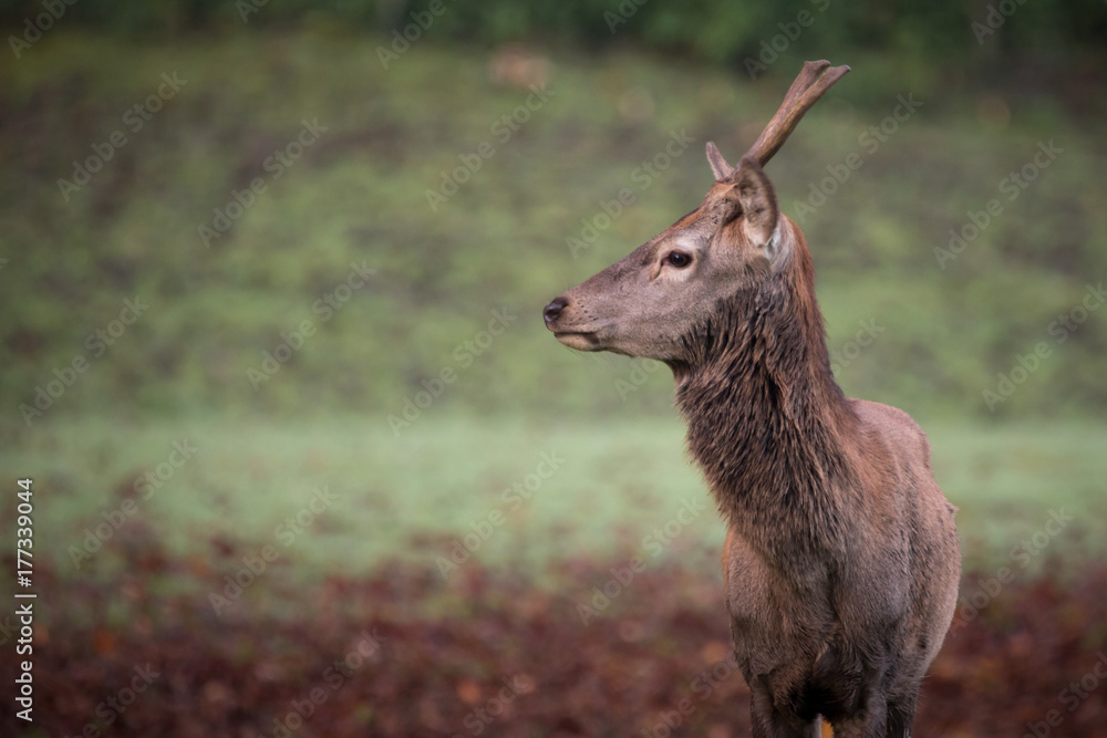 Fototapeta premium Junger Hirsch im Morgengrauen
