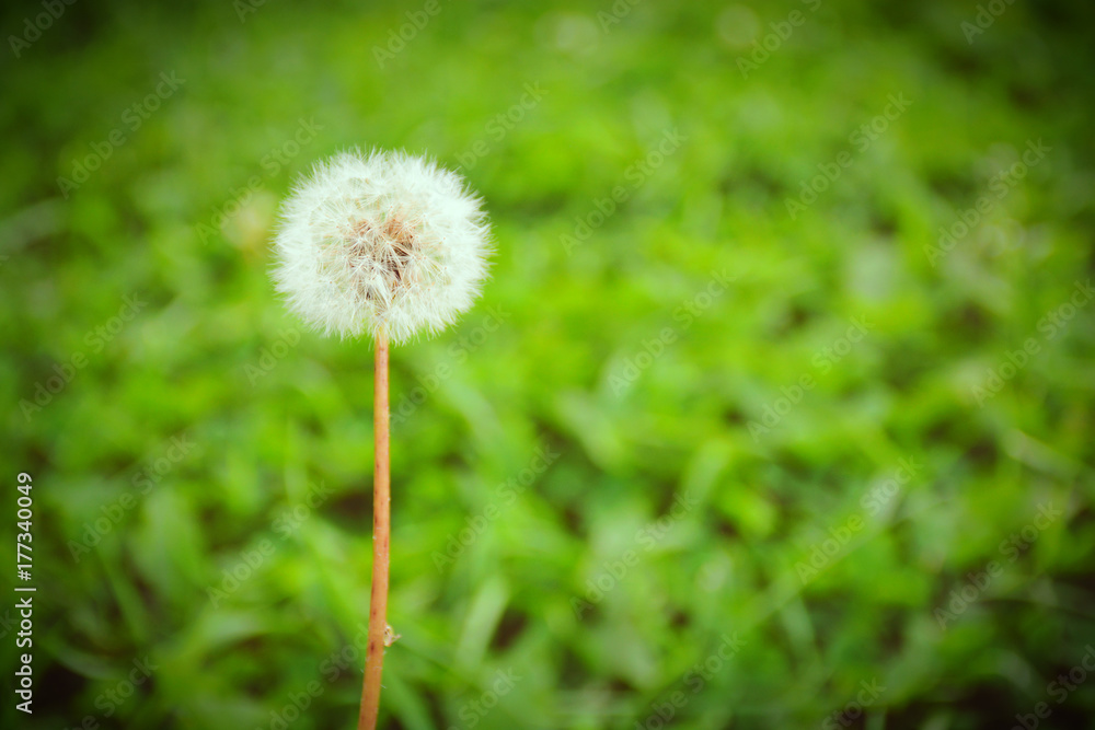 Make a wish Make a wish