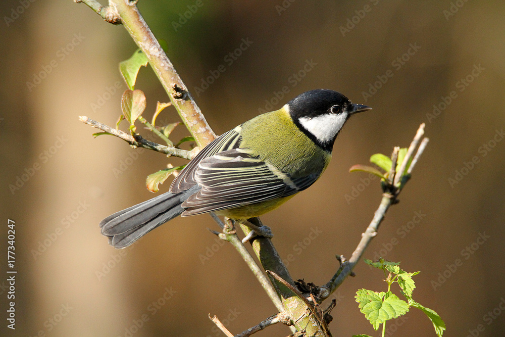 Obraz premium Cinciallegra