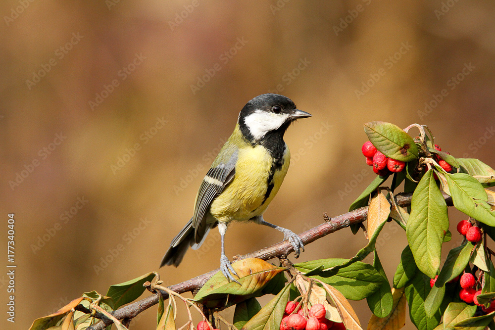 Naklejka premium Cinciallegra