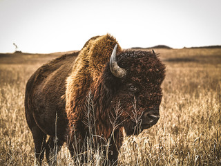 Fototapete Bison Büffel in freier Natur  © Molly