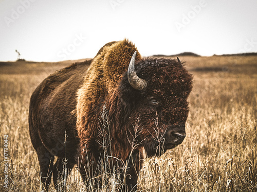 Fototapete Buffalo