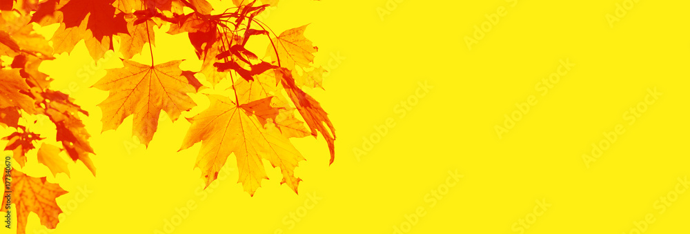 Fototapeta premium Goldener Herbst
