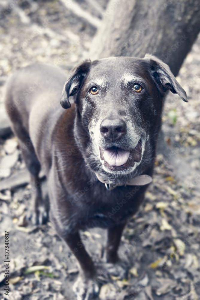 Portrait older chocolate lab in the the forest