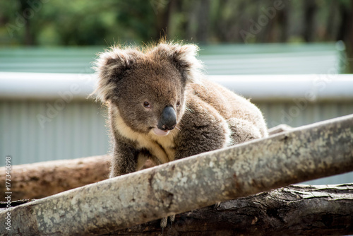 Photography Koala at Zoo