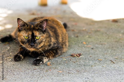 Foto Adoptable Tortoiseshell Cat at Humane Society