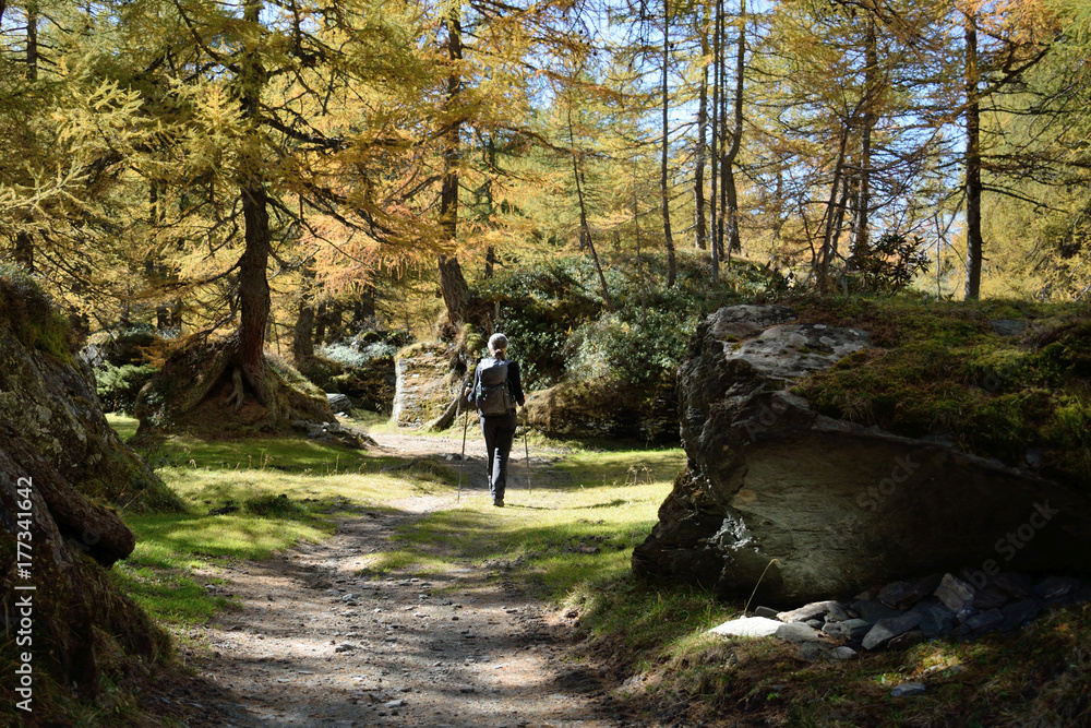 Wanderer im Lärchenwald (Larix decidua) im goldenen Herbst in den Alpen