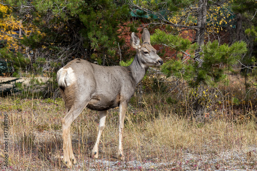 Mule Deer Doe