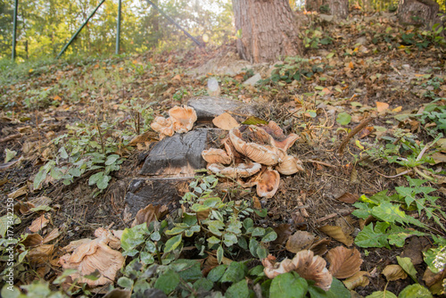 autumn, leaves, mushroom