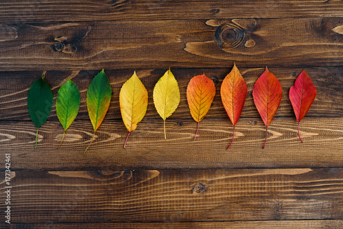 Autumn leaves transition from green to red on wooden background. Concept change of season.