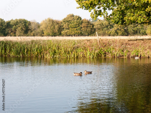 beautiful mallards resting on lake water surface top in summer country