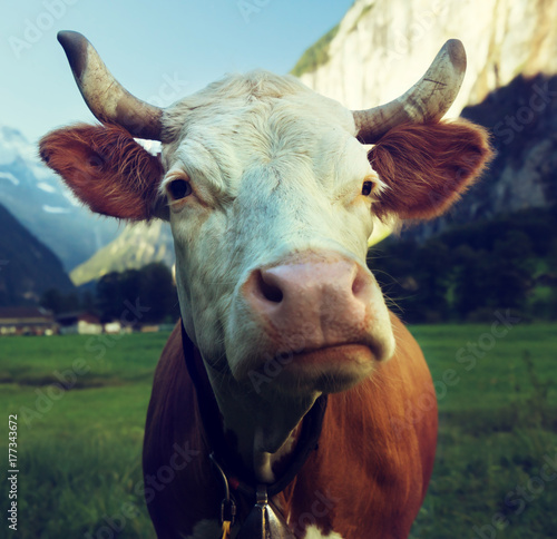 Cow on Alps. Jungfrau region, Switzerland © Iakov Kalinin
