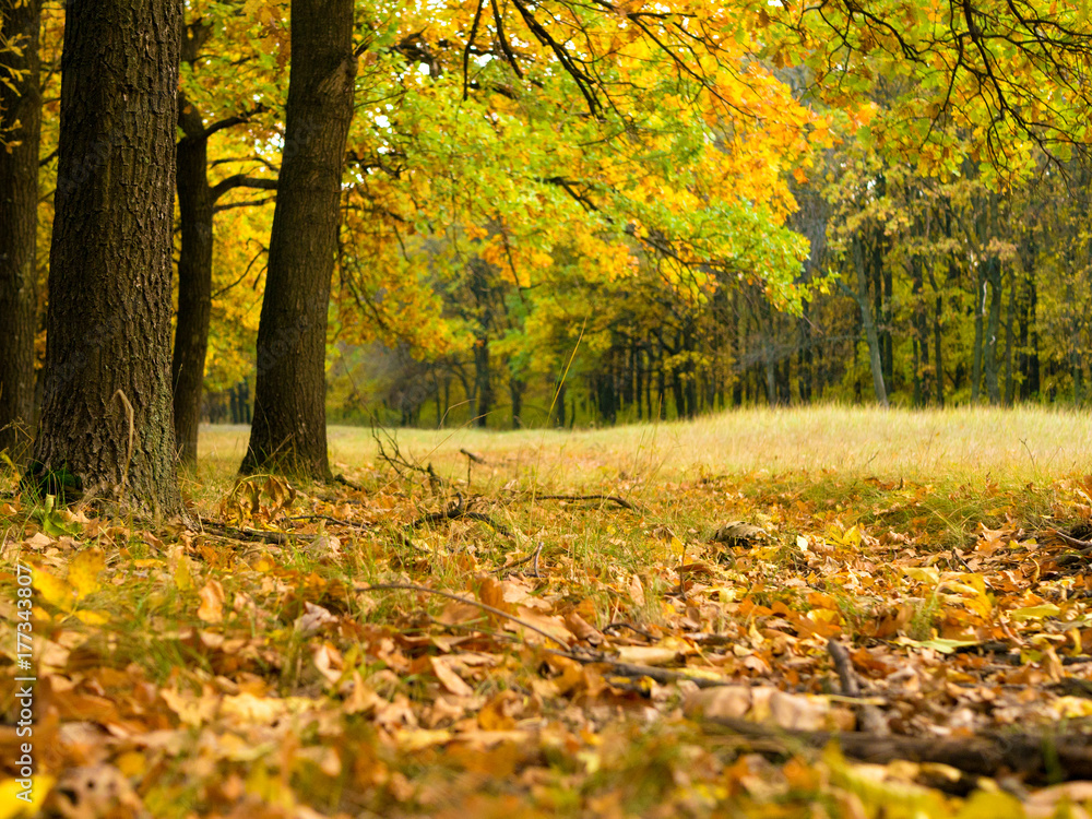 Colorful autumn landscape with yellow and trees. Oak forest. Natural background.