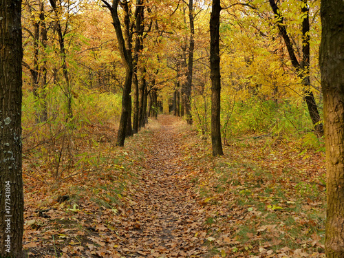 Pathway through the beautiful autumn forest. Autumn landscape. © iuriimotov