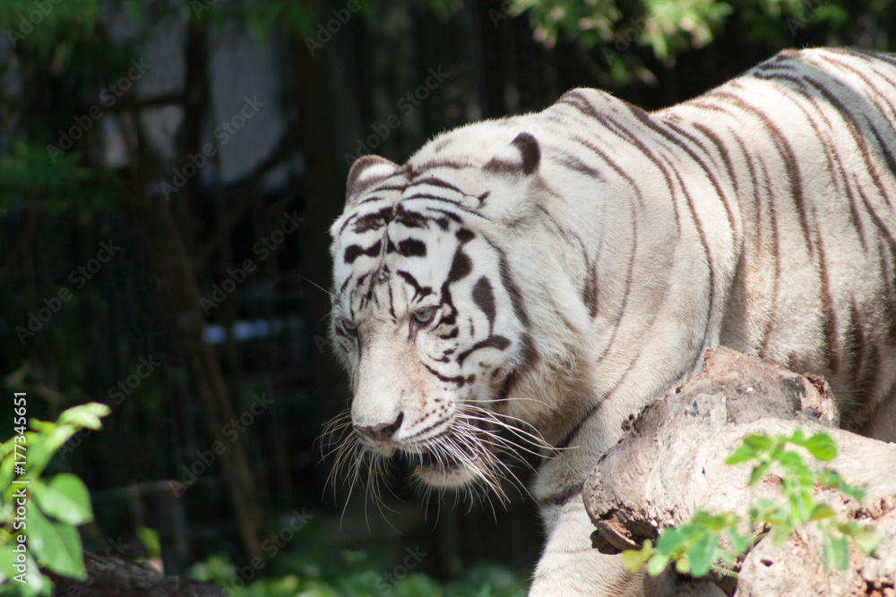 Naklejka premium White Tiger