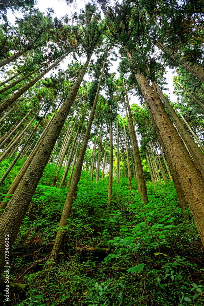 The tall straight trees of the Japanese cedar forest looking up towards the  sky Stock Photo