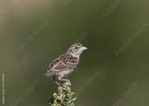 Grasshopper Sparrow © Tom