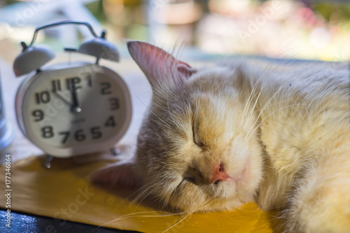 Ginger cat sleeps on the table near window next to the alarm
