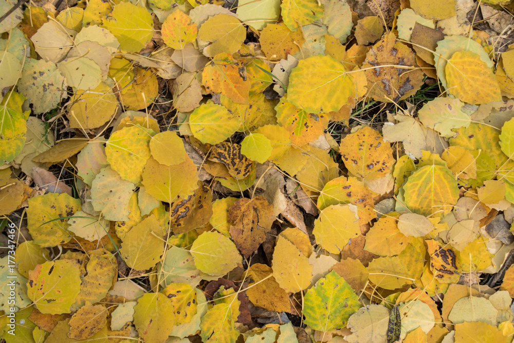 Yellow and red autumn leaves from the trees in the October woods Yellow and red autumn leaves from the trees in the October woods