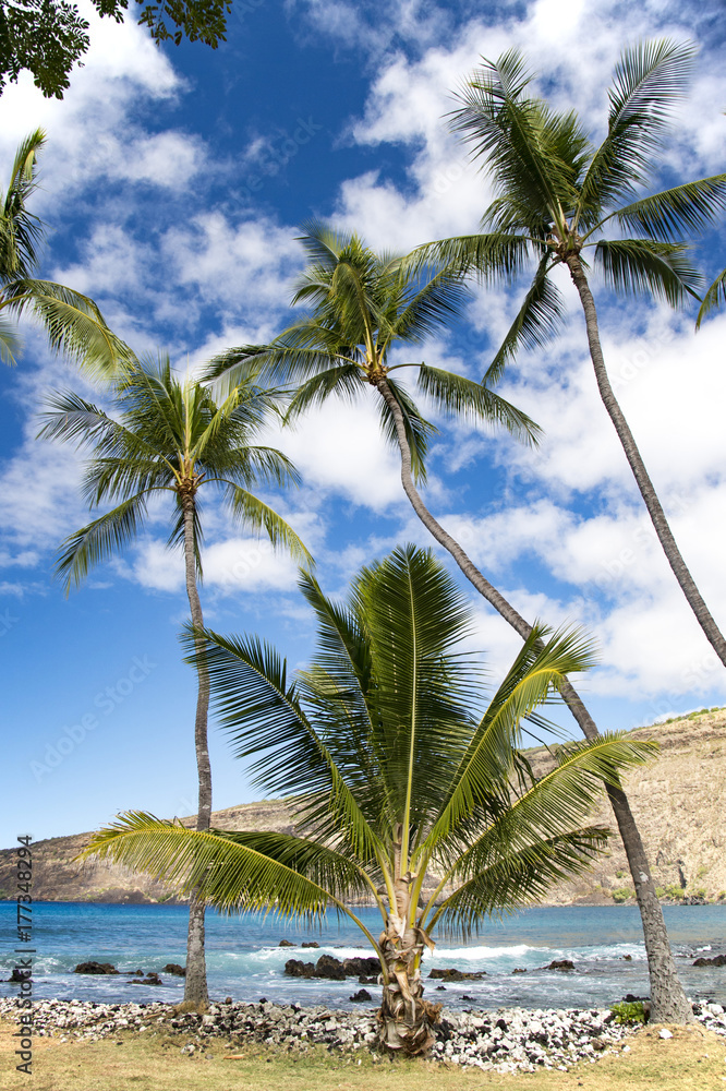 Fototapeta premium MANINI Beach,Big Island,Hawaii